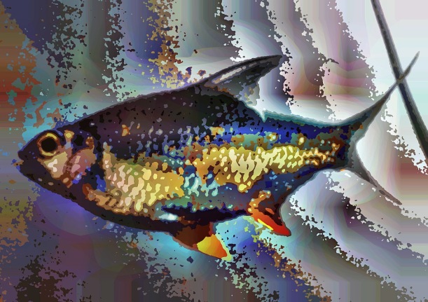 fish18